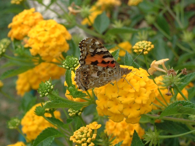 Vanessa cardui  M. Meta